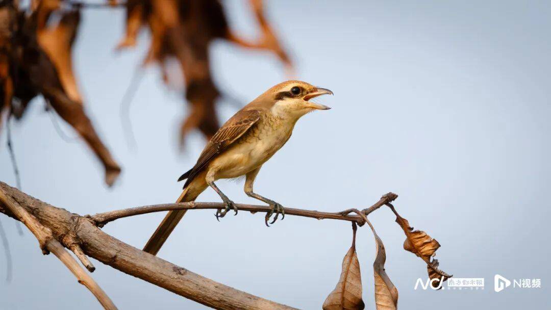 皇冠信用盘最新地址
_东莞最新发布:将严厉打击这些行为皇冠信用盘最新地址
!