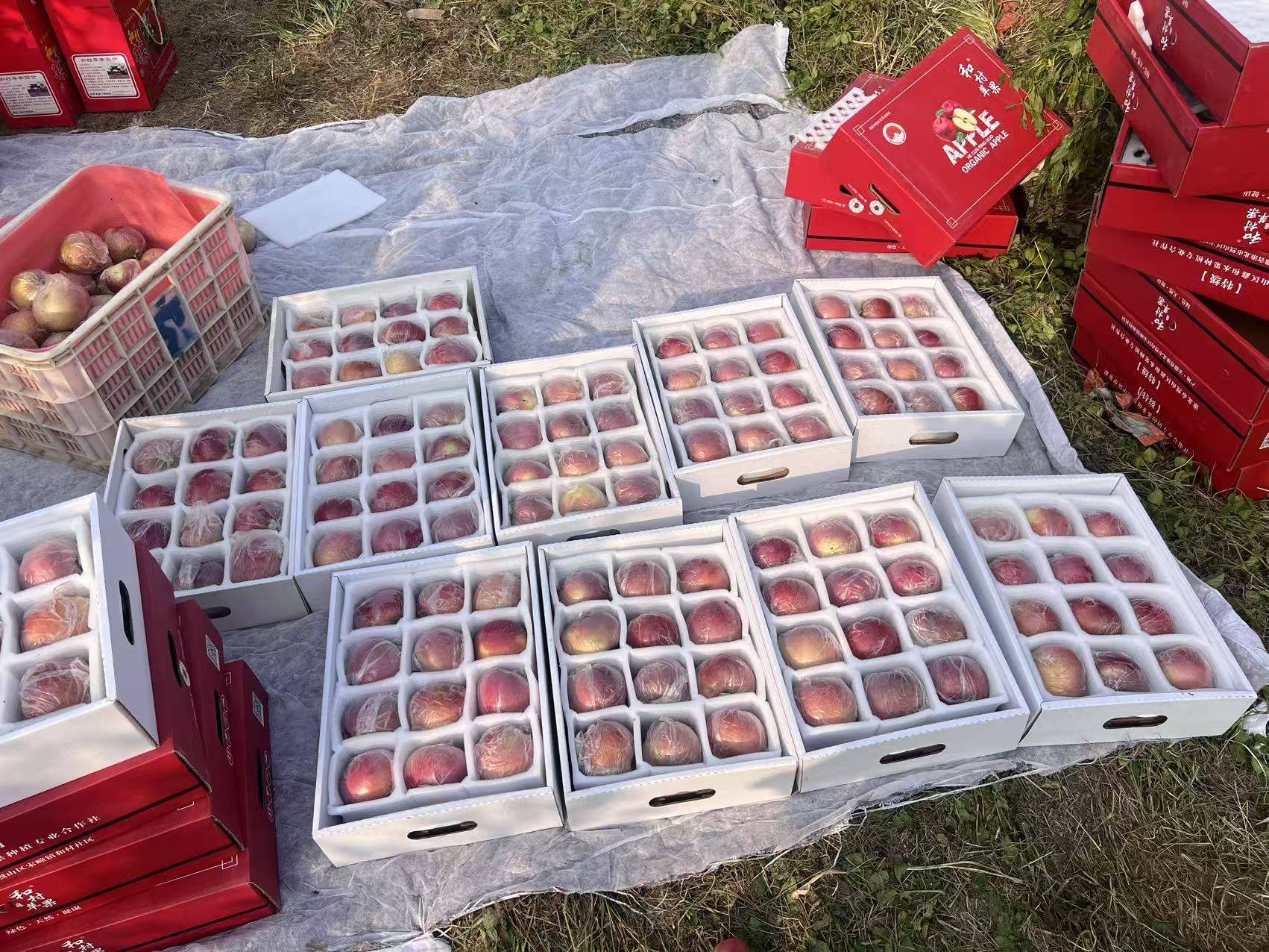 皇冠信用网平台开户
_“淮北为啥不种橘子皇冠信用网平台开户
？”果农：因为我们有更甜的王牌